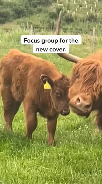 Trial reel still: Highland cows, captioned Focus group for the new cover